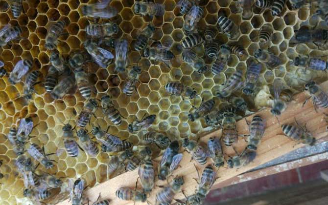 蜜蜂春繁加脾規律有哪些? 蜜蜂春繁