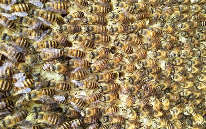 長期失王的蜂群應如何處理? 蜂群