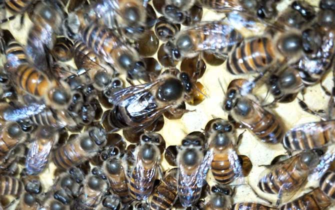 長期失王的蜂群應如何處理? 蜂群