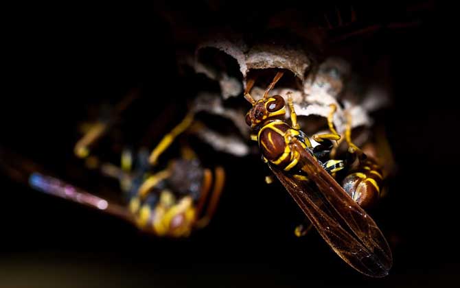 被馬蜂蟄了找不到毒刺?你可能搞錯了,馬蜂蟄人后不會留下毒刺! 馬蜂