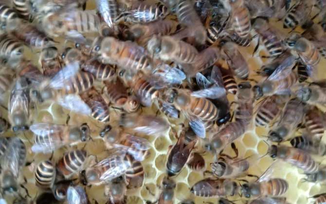 養(yǎng)蜜蜂有人賺錢,也有人虧錢,想養(yǎng)蜂賺到錢這些性格必須得改改! 養(yǎng)蜂