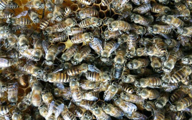 養(yǎng)蜜蜂有人賺錢,也有人虧錢,想養(yǎng)蜂賺到錢這些性格必須得改改! 養(yǎng)蜂