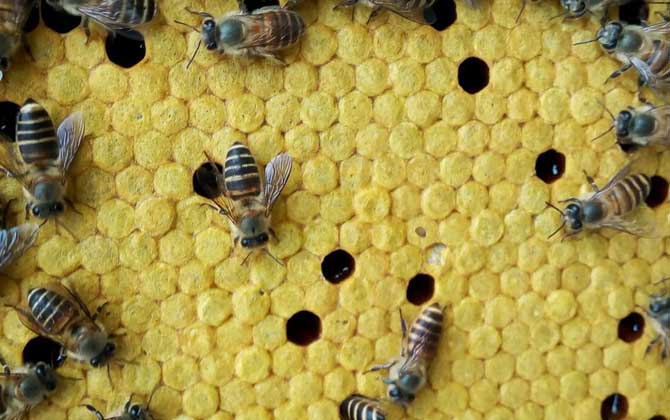 養(yǎng)蜜蜂有人賺錢,也有人虧錢,想養(yǎng)蜂賺到錢這些性格必須得改改! 養(yǎng)蜂