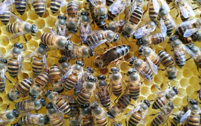 有技術(shù)“蜂養(yǎng)人”,沒(méi)技術(shù)“人養(yǎng)蜂”,沒(méi)有技術(shù)談養(yǎng)蜂就是空話(huà)! 養(yǎng)蜂技術(shù)