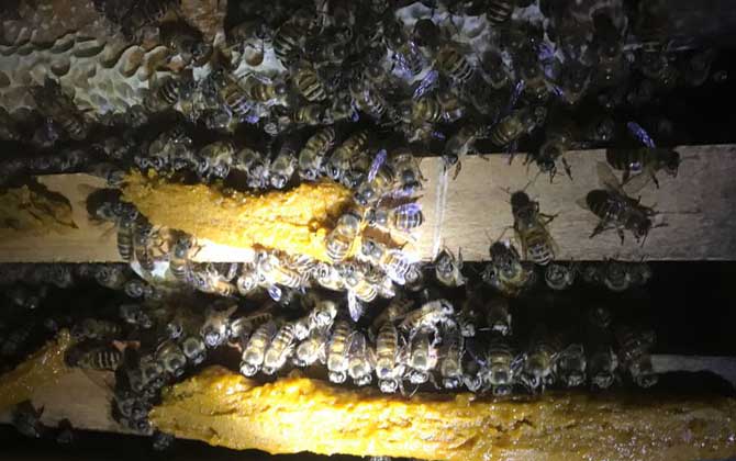 有技術(shù)“蜂養(yǎng)人”,沒(méi)技術(shù)“人養(yǎng)蜂”,沒(méi)有技術(shù)談養(yǎng)蜂就是空話(huà)! 養(yǎng)蜂技術(shù)