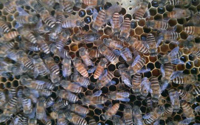 有技術(shù)“蜂養(yǎng)人”,沒(méi)技術(shù)“人養(yǎng)蜂”,沒(méi)有技術(shù)談養(yǎng)蜂就是空話(huà)! 養(yǎng)蜂技術(shù)