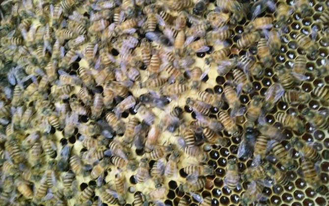 有技術(shù)“蜂養(yǎng)人”,沒(méi)技術(shù)“人養(yǎng)蜂”,沒(méi)有技術(shù)談養(yǎng)蜂就是空話(huà)! 養(yǎng)蜂技術(shù)