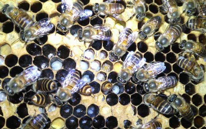 有技術(shù)“蜂養(yǎng)人”,沒(méi)技術(shù)“人養(yǎng)蜂”,沒(méi)有技術(shù)談養(yǎng)蜂就是空話(huà)! 養(yǎng)蜂技術(shù)