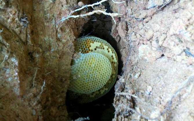 新收的蜂群沒有蜂王,試試這幾個辦法,輕松將蜂群“搶救”回來! 蜂王