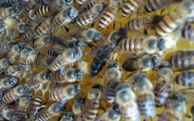 新收的蜂群沒有蜂王,試試這幾個辦法,輕松將蜂群“搶救”回來! 蜂王