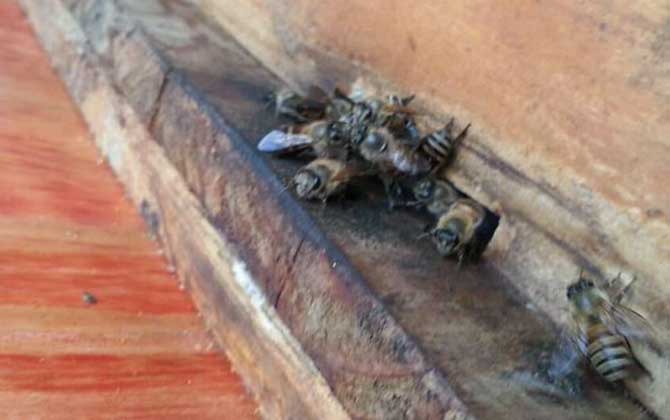 農(nóng)村養(yǎng)蜜蜂能賺錢嗎?90后高中畢業(yè)小伙,靠養(yǎng)蜂年收益超6萬元! 養(yǎng)蜂