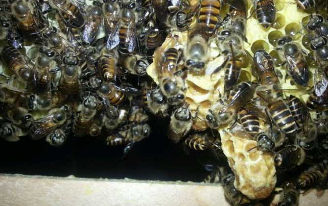 農(nóng)村養(yǎng)蜜蜂能賺錢嗎?90后高中畢業(yè)小伙,靠養(yǎng)蜂年收益超6萬元! 養(yǎng)蜂