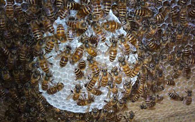 農(nóng)村養(yǎng)蜜蜂能賺錢嗎?90后高中畢業(yè)小伙,靠養(yǎng)蜂年收益超6萬元! 養(yǎng)蜂