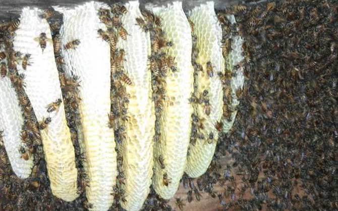 農(nóng)村養(yǎng)蜜蜂能賺錢嗎?90后高中畢業(yè)小伙,靠養(yǎng)蜂年收益超6萬元! 養(yǎng)蜂