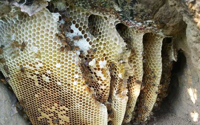 想養蜂沒有蜂群怎么辦?用這幾種方法,輕松將野生蜂群收捕回家! 收捕蜜蜂