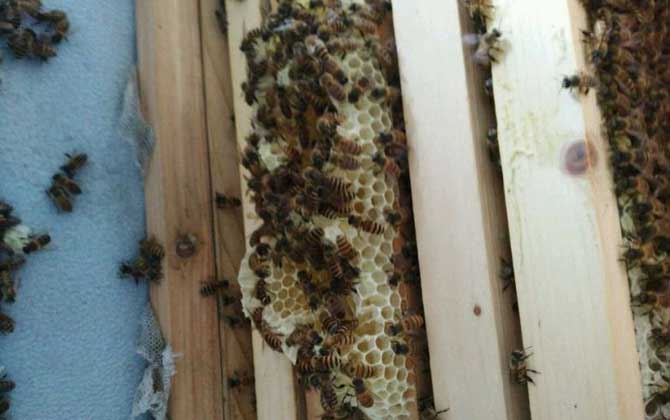 新收蜜蜂不會過箱,試試這個方法,快速讓蜂群在蜂箱中“安家”! 蜜蜂過箱