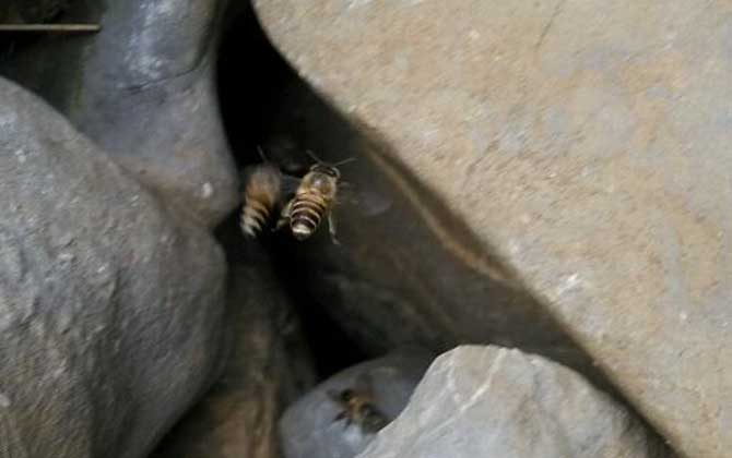 怎么收捕洞中的野生蜜蜂?試試這個(gè)方法,輕松就將它們收捕回家! 野生蜜蜂