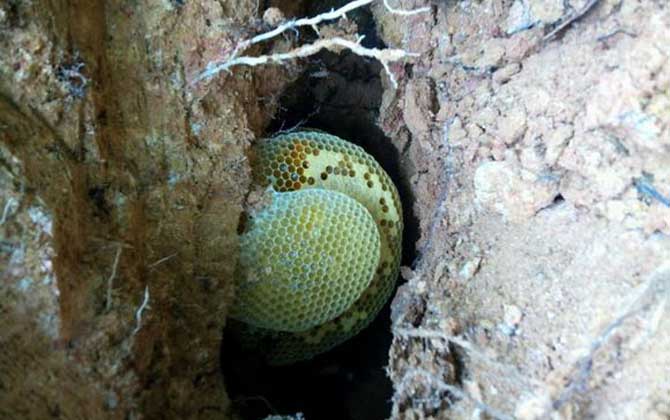 怎么收捕洞中的野生蜜蜂?試試這個(gè)方法,輕松就將它們收捕回家! 野生蜜蜂