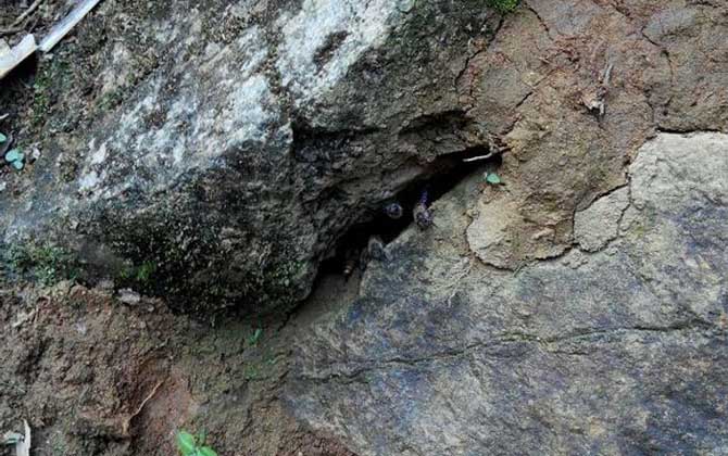 怎么收捕洞中的野生蜜蜂?試試這個(gè)方法,輕松就將它們收捕回家! 野生蜜蜂