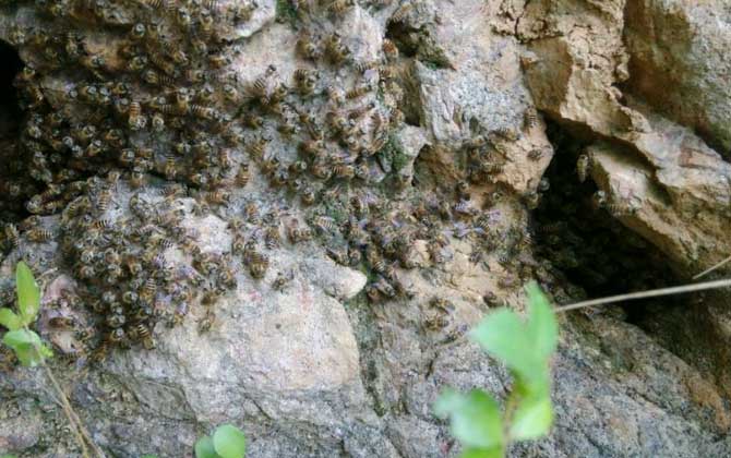 怎么收捕洞中的野生蜜蜂?試試這個(gè)方法,輕松就將它們收捕回家! 野生蜜蜂