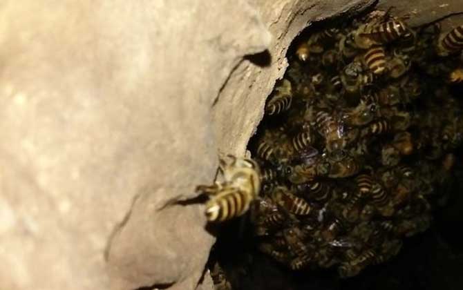 怎么收捕洞中的野生蜜蜂?試試這個(gè)方法,輕松就將它們收捕回家! 野生蜜蜂