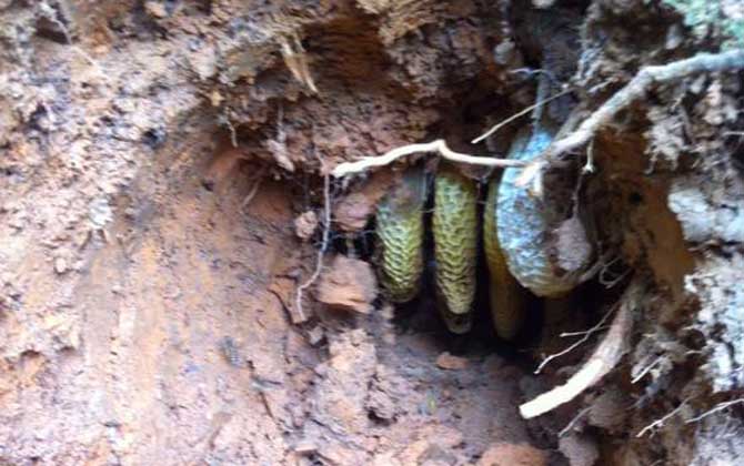 野生蜜蜂窩雖然隱秘,觀察蜜蜂這些行為,要找到它們也不是難事! 野生蜜蜂窩