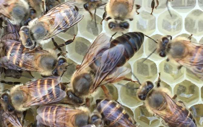 工蜂的確能變成蜂王,但條件極為苛刻,一生中有且只有一次機(jī)會! 蜂王