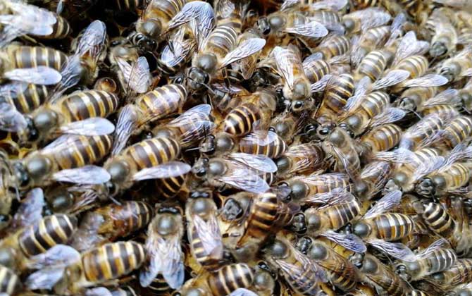 工蜂的確能變成蜂王,但條件極為苛刻,一生中有且只有一次機(jī)會! 蜂王