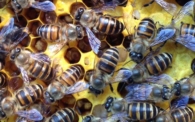 工蜂的確能變成蜂王,但條件極為苛刻,一生中有且只有一次機(jī)會! 蜂王