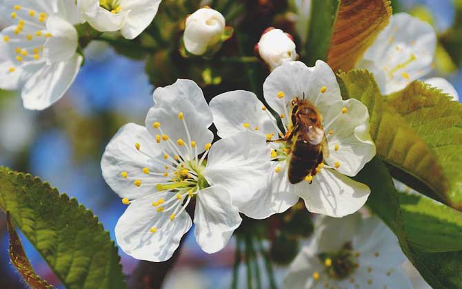 蜂毒對性功能的作用,沒有特殊作用,過量蜂毒易引起急性腎衰竭! 蜂毒