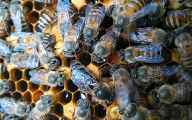 蜂種是養(yǎng)蜂效益的關(guān)鍵,試試這幾種方法,人工選擇改良蜂種質(zhì)量! 蜂種