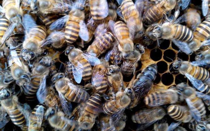 “分蜂熱”的原因,無(wú)非這幾個(gè),清楚后才能徹底解除“分蜂熱”! 分蜂熱