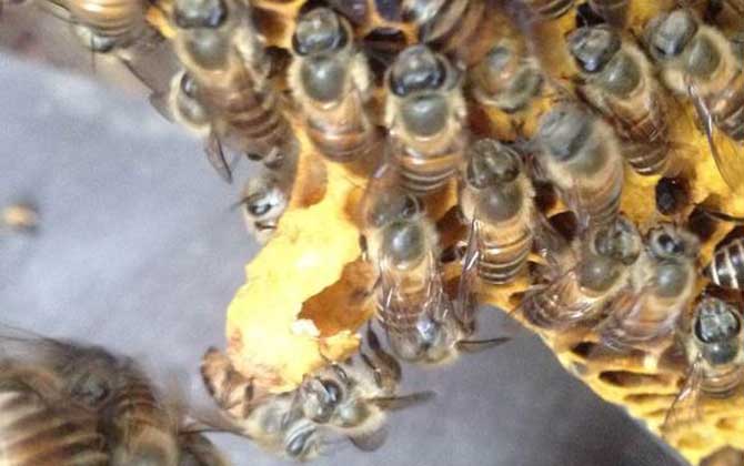 蜜蜂什么時候分蜂?蜂群的這些行為,已經(jīng)告訴你了大致分蜂時間! 分蜂