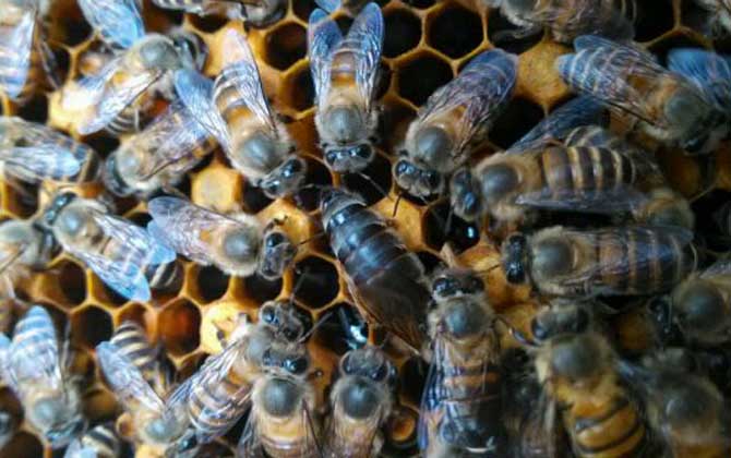 蜜蜂什么時候分蜂?蜂群的這些行為,已經(jīng)告訴你了大致分蜂時間! 分蜂