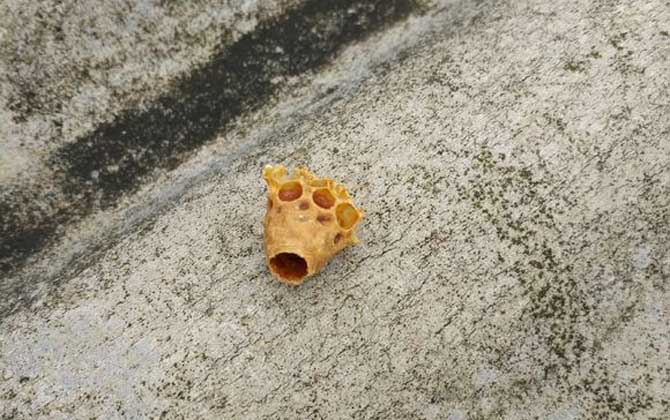 王臺是培育蜂王的,了解其發(fā)育過程,養(yǎng)蜂生產(chǎn)將更加的得心應(yīng)手! 王臺