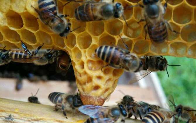 王臺是培育蜂王的,了解其發(fā)育過程,養(yǎng)蜂生產(chǎn)將更加的得心應(yīng)手! 王臺