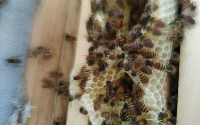 怎樣合并蜂群最安全?像這樣操作,輕松就將兩群蜂合并成一群蜂! 合并蜂群