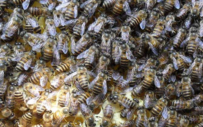 怎樣合并蜂群最安全?像這樣操作,輕松就將兩群蜂合并成一群蜂! 合并蜂群