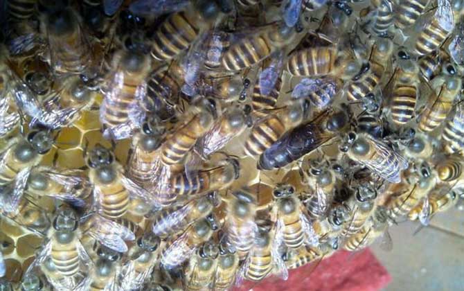 養(yǎng)蜂不知道怎么換王,像這樣操作,輕松用新蜂王將老蜂王替換掉! 換王