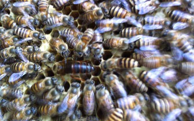 養(yǎng)蜂不知道怎么換王,像這樣操作,輕松用新蜂王將老蜂王替換掉! 換王