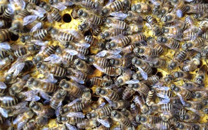 蜜蜂怎么快速繁殖?不妨試試獎勵飼喂,快速就能將蜂群繁殖起來! 蜜蜂繁殖