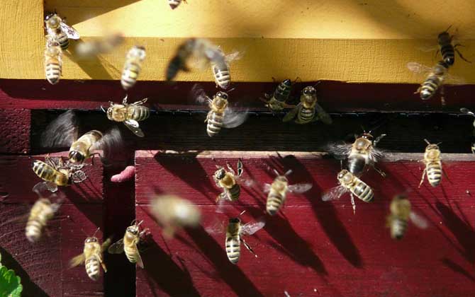 養蜂人為什么越來越少?難道養蜂不賺錢,真相說出來你可能不信! 養蜂