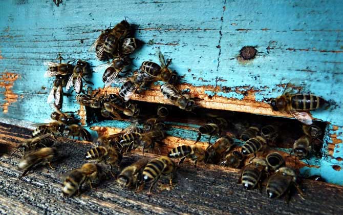 養蜂人為什么越來越少?難道養蜂不賺錢,真相說出來你可能不信! 養蜂