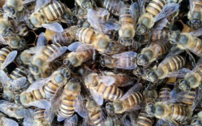 蜜蜂怎么養繁殖才快?搞好這5個“必須”,蜂群繁殖得不要太快! 蜜蜂怎么養