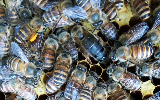 蜜蜂怎么養繁殖才快?搞好這5個“必須”,蜂群繁殖得不要太快! 蜜蜂怎么養