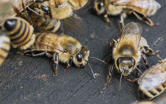 蜜蜂什么時候春繁?記住“寧遲勿早”,否則反而會導致“春衰”! 蜜蜂春繁