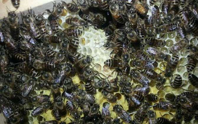 蜜蜂怎么安全越冬?必須具備這幾個條件,否則蜂群很難順利越冬! 蜜蜂越冬