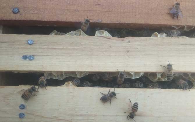 越冬蜂為何大量死亡?無非這幾個原因,清楚后才能“對癥下藥”! 越冬工蜂