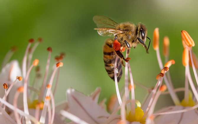 工蜂能變成蜂王嗎?的確有機會,但條件非常苛刻且一生只有一次! 工蜂