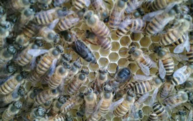 蜂王死了蜂群會怎么樣?未必一定會滅亡,蜂群自救令人嘆為觀止! 蜂王